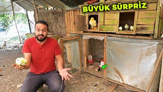 Büyük Sürpriz Oldu Gizli Gurk Tavuğun Civcivleri Çıkmış  Renkli Civcivler  Civciv Yem Tarifi [upl. by Gnoud]