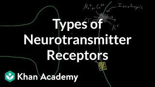 Types of neurotransmitter receptors  Nervous system physiology  NCLEXRN  Khan Academy [upl. by Nairadal]