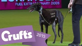 Display by Retired Greyhound Trust  Crufts 2015 [upl. by Katrina]