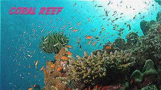 Haruomi Hosono amp Friends  Coral Reef  cover [upl. by Dorri570]