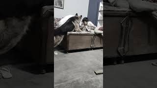 German Shepherd mindset shorts dog germanshepherd viralvideo trending doglover dogs video [upl. by Scotney189]