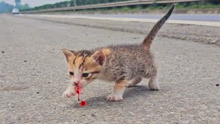 homeless kittens meow and I adopted cute and mischievous kittens cats after being rescued [upl. by Aitetel759]