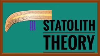 Statolith theory of Gravitropism  geotropism [upl. by Artnoed]