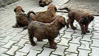 Heaven Devil Briard Puppies [upl. by Alicirp273]