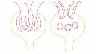 Mesangial cells  anatomy and function [upl. by Rella]