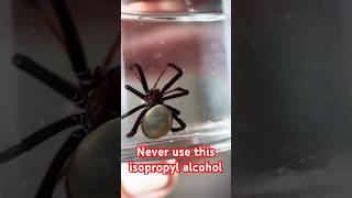 Never use this isopropyl alcohol 😱🫣🕷️ [upl. by Hildegarde825]