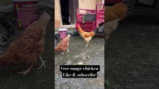 Free range chicken 🐓 freerangechicken chicken chinachickenfarm [upl. by Haveman]