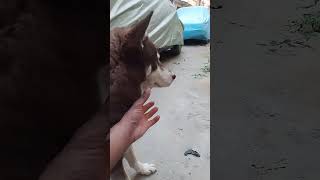 Taison new friend 🐕❤️🐥 share support viralvideo viralshorts reel dog subscribe [upl. by Sprung564]