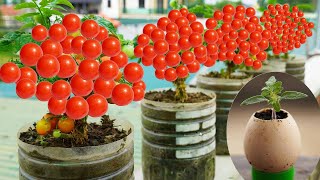 Grow TONS of Cherry Tomatoes at Home with This Simple Trick [upl. by Bank]