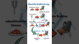 Klassische Konditionierung 🐶 hiddenmind psychologie lernen [upl. by Gerty]