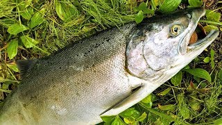 How to catch clean and cook salmon  salmon bait rigs tips and techniques [upl. by Eberto]