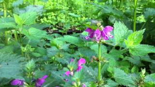 Spotted Deadnettle Lamium maculatum  20120512 [upl. by Aiek]