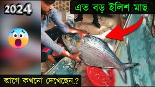 অনেক বড় একটি ইলিশ মাছ কিভাবে কাটলো দেখুন  Maowa Ghat Ilish মাওয়াঘাট [upl. by Atiker]