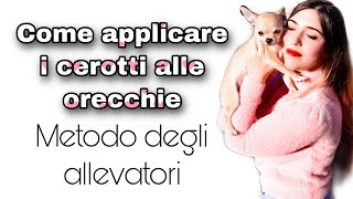 TUTORIAL COME APPLICARE I CEROTTI ALLE ORECCHIE DEI CUCCIOLI se non si alzano [upl. by Roshan411]