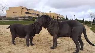 MASTINES NAPOLITANOS EN EL PARQUE macho y hembra [upl. by Nevada]