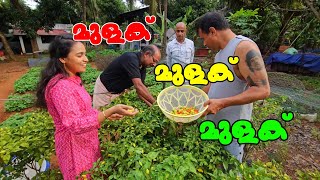 ഇന്ന് ഒരു ഉത്സവം തന്നെ 😍 Family vlog Vegetable harvest AJUS WORLD [upl. by Weixel]