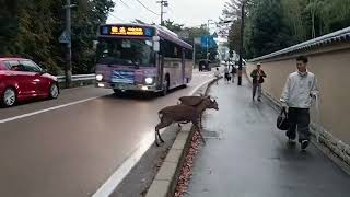 Nara Park Japan Osaka City [upl. by Harewood]