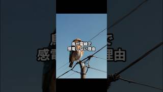 【鳥が電線で感電しない理由】shorts 動物 雑学 [upl. by Atnauq]