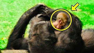 Gorilla Gives Birth to Something UNBELIEVABLE and What the Team Found Will Shock You [upl. by Dnalor]