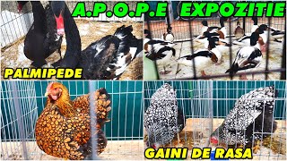 Găinile și palmipedele din EXPOZIȚIA APOPE din 14  15 ianuarie 2023 la Ploiești 🦆🦢🐓🐔🦚 [upl. by Etnoj]