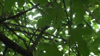 White Mulberry tree identification video Morus alba [upl. by Ynffit]