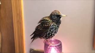 European Starling mimics words quotTalkingquot Starling [upl. by Oneladgam142]