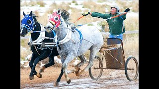 CHARIOT RACING WITH THE AMERICAN QUARTER HORSE [upl. by Junji]