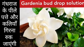 Best fertilizer for gardenia plant care Gardenia plant bud drop yellow leaf solution gandhraj care [upl. by Parik441]