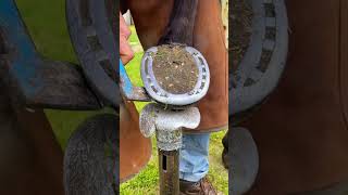 ASMR Hoof Cleaning horse satisfying [upl. by Griffith]