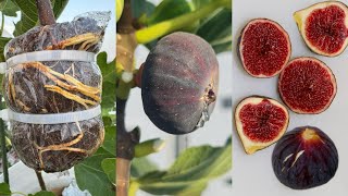 Great Method of propagation FIG TREE from cuttings using aluminum foil paper [upl. by Pattin]