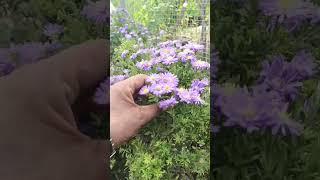 How To Grow Aster Flowers Complete Growing Guide shorts [upl. by Harihs]