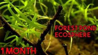 Woodland Pond Ecosphere  1 Month Update [upl. by Sedaiuqlem]