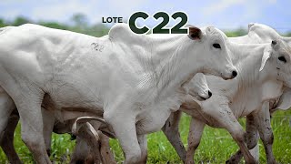 LOTE C22 [upl. by Bernette551]