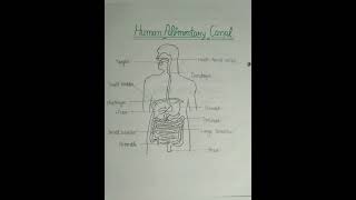 Human alimentary canal file Dont forget to seeQuizFileHub [upl. by Omland]