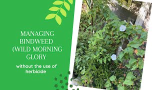 Managing Bindweed Wild Morning Glory in the garden without the use of herbicide [upl. by Akinoj]