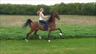 Saddlebred for sale A Geniuss Dream 5 year old Country Pleasure [upl. by Zak259]