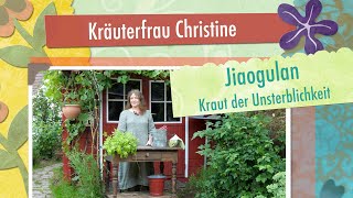 Jiaogulan  Kräuterfrau Christine stellt das quotKraut der Unsterblichkeitquot vor [upl. by Yennek]