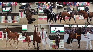 KWPN Stallion Show 2019  VDL Stud the biggest KWPN stud of the world [upl. by Hsakaa92]