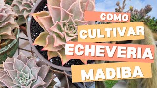 Como cultivar a echeveria Madiba [upl. by Alur]