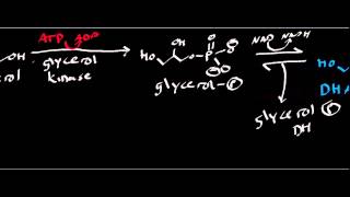 Biochemistry  Glycerol Catabolism [upl. by Unni]