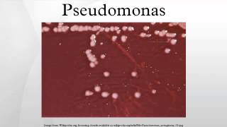 Pseudomonas [upl. by Bent]