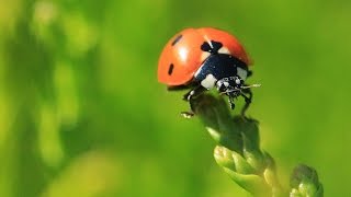 quelques insectes dans mon jardin picard n°3 HD  some bugs in my garden N°3 HD [upl. by Nirol]