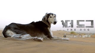 The Dog referred as a GOD Saluki  EBS Documentary [upl. by Alyahs]