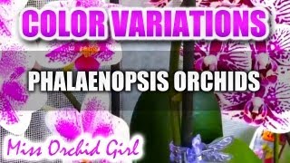 Phalaenopsis Orchids color variations [upl. by Idak]