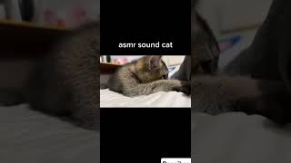 Asmr kucing asmr cat shortvideo [upl. by Leslee386]