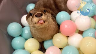 Playing Ball Pool with Otters [upl. by Ahsinod]