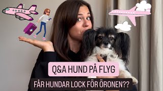 TÄNK OM HUNDEN MÅSTE 💩 PÅ FLYGET  QampA Flyga med hund 🐶❤️ [upl. by Ihtac]