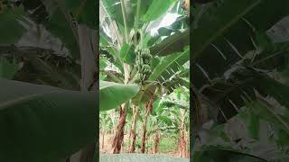 LAKATAN UPDATE LAKATAN BANANA FARMING [upl. by Aciretnahs]