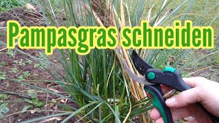 Pampasgras schneiden Pampasgras Rückschnitt zurückschneiden Pampasgras ausputzen im Frühjahr [upl. by Lawley]