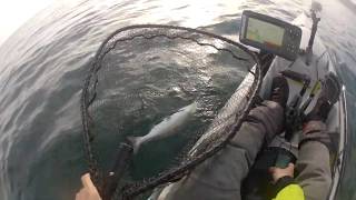 Blackmouth I Puget Sound Wa I Vertical Jigging I Kayak Fishing [upl. by Enej]